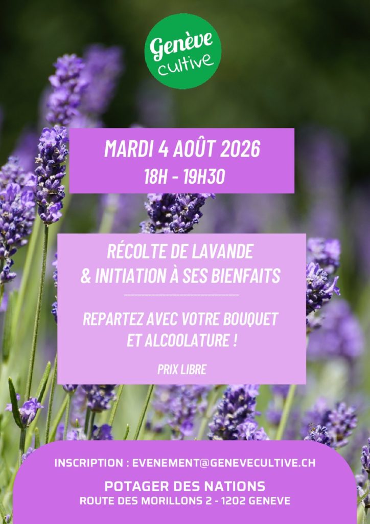 Atelier: Récolte de lavande